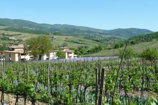 Casa Rosa Villa Greve in Chianti Buitenkant foto